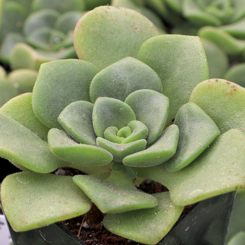 Aeonium 'Lily Pad'
