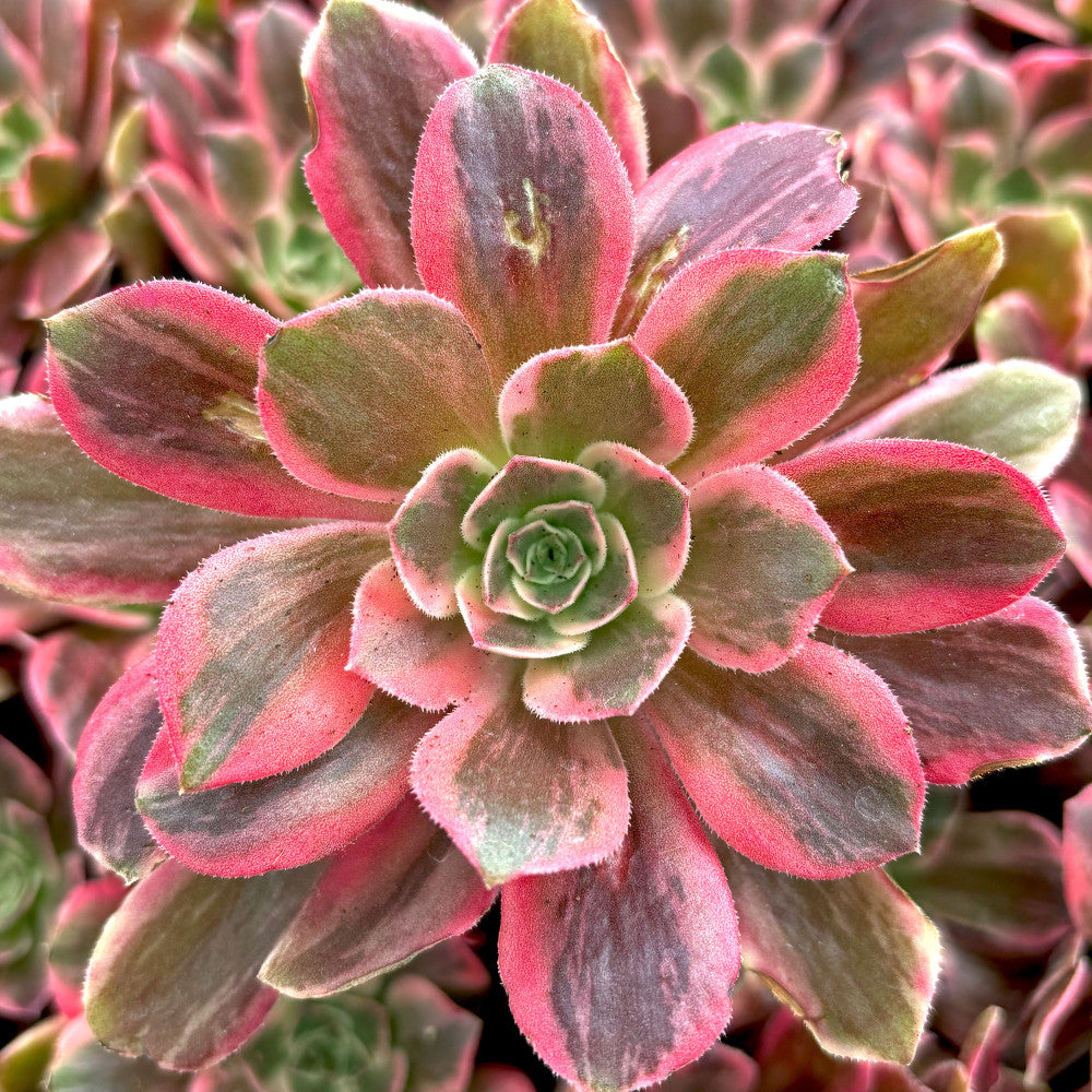 Aeonium 'Wheels of Idolization'