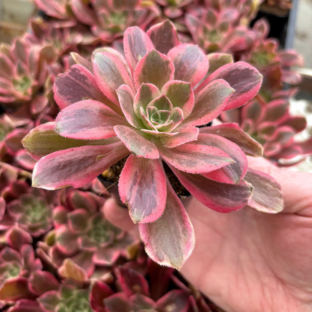 Aeonium 'Wheels of Idolization'