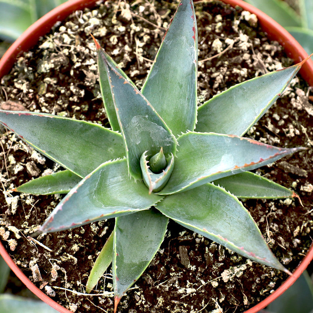 Agave 'Blue Glow'