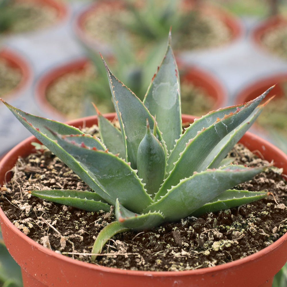 Agave 'Blue Glow'