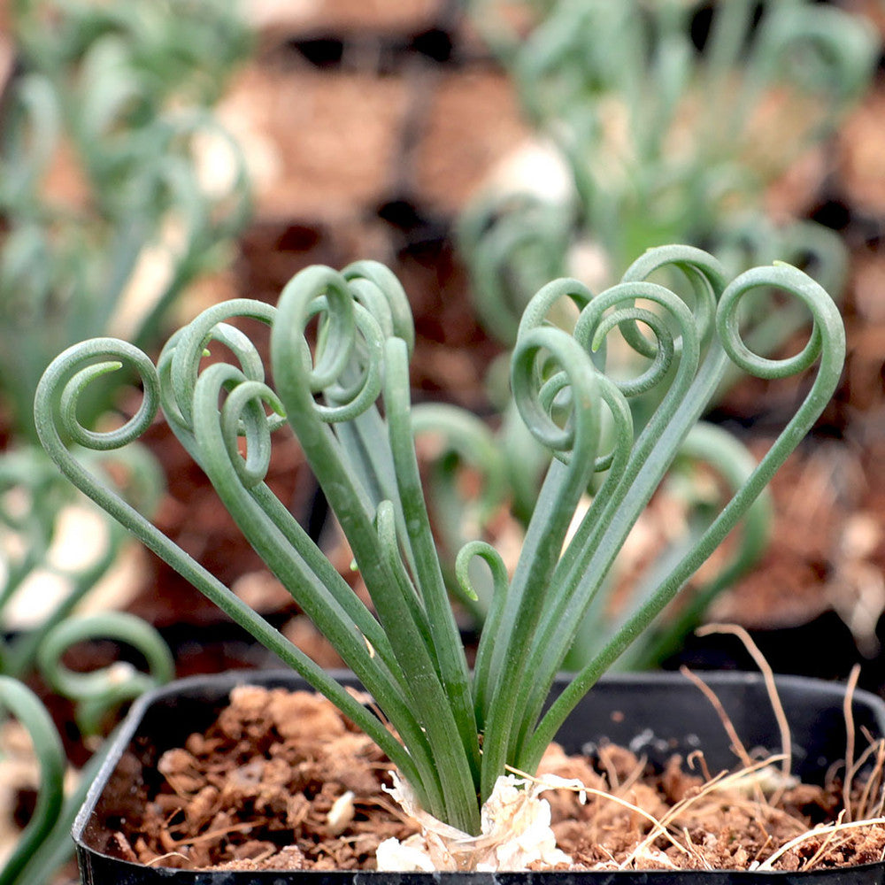 Albuca spiralis 'Frizzle Sizzle'®
