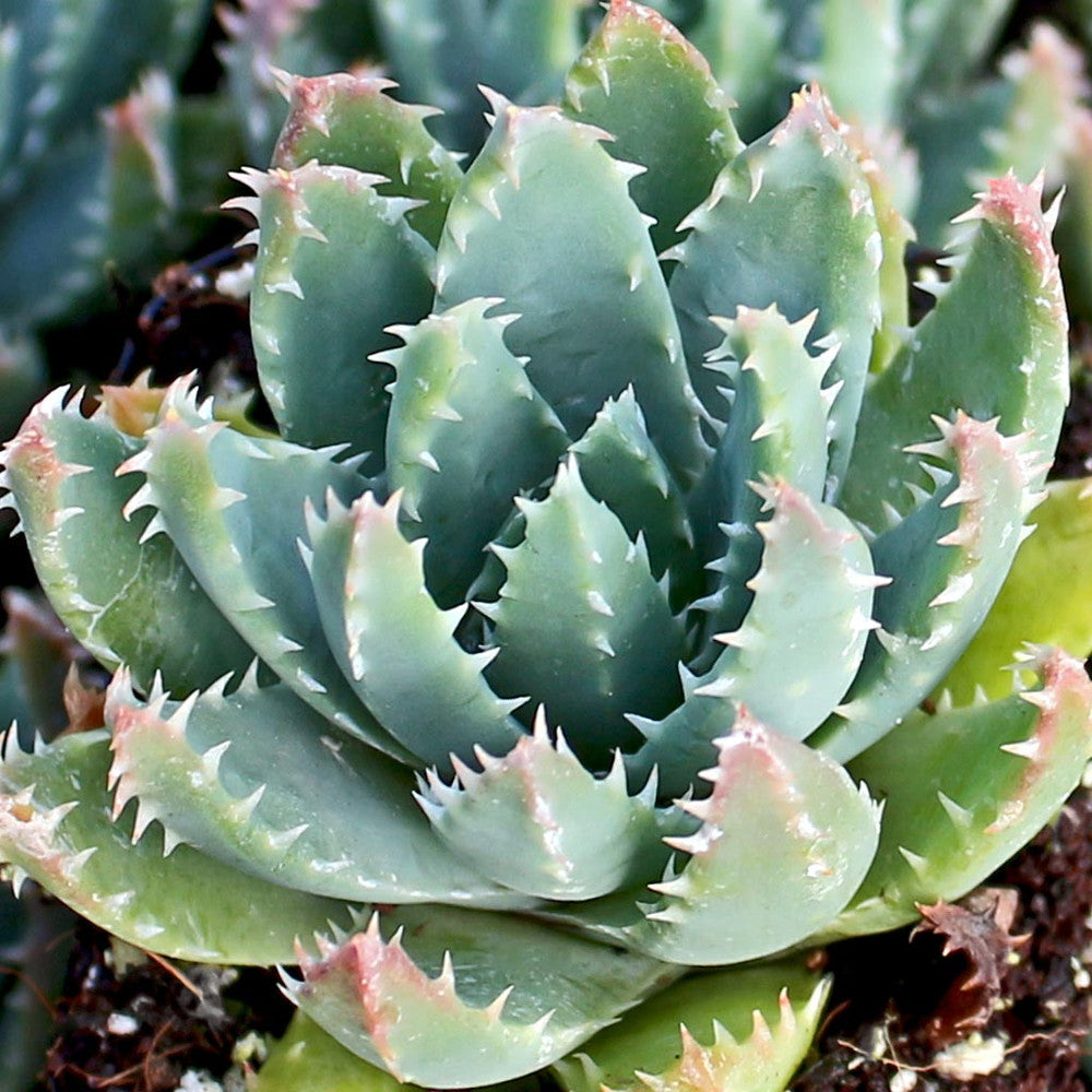 Aloe brevifolia - Short-leaved Aloe