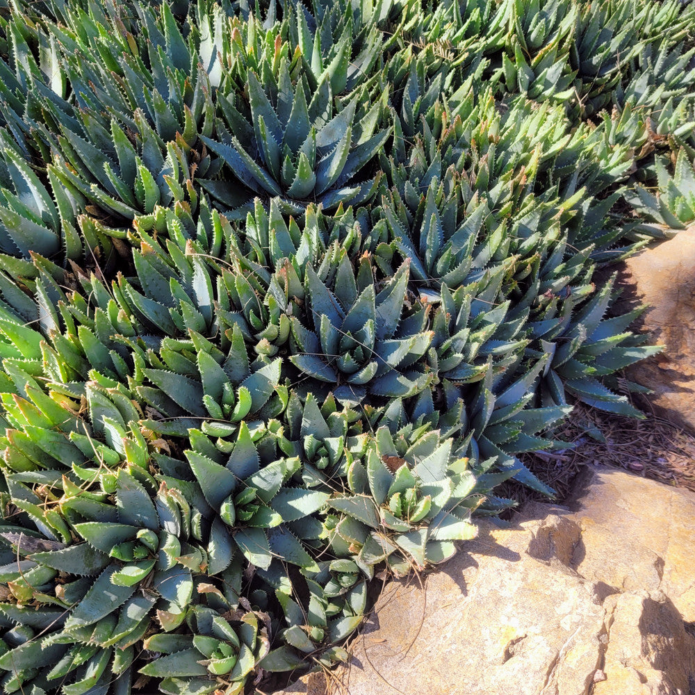 Aloe brevifolia - Short-leaved Aloe