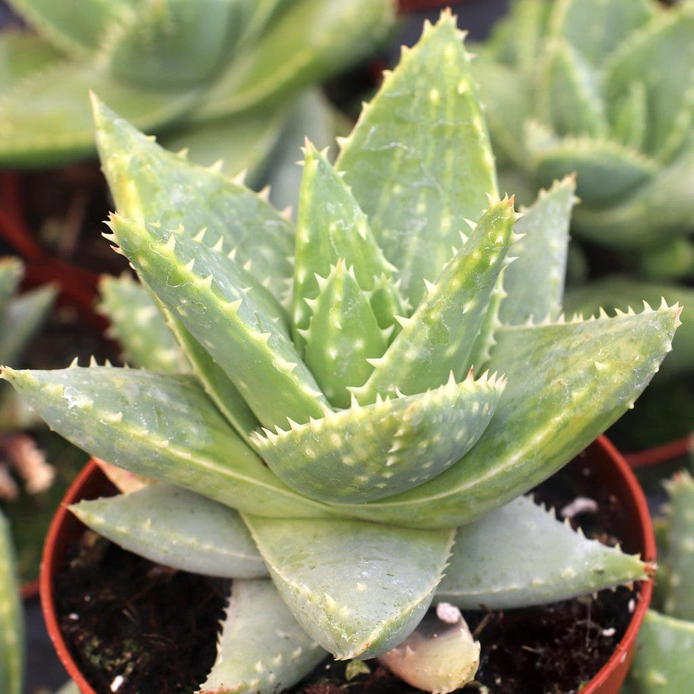 Aloe brevifolia - Short-leaved Aloe
