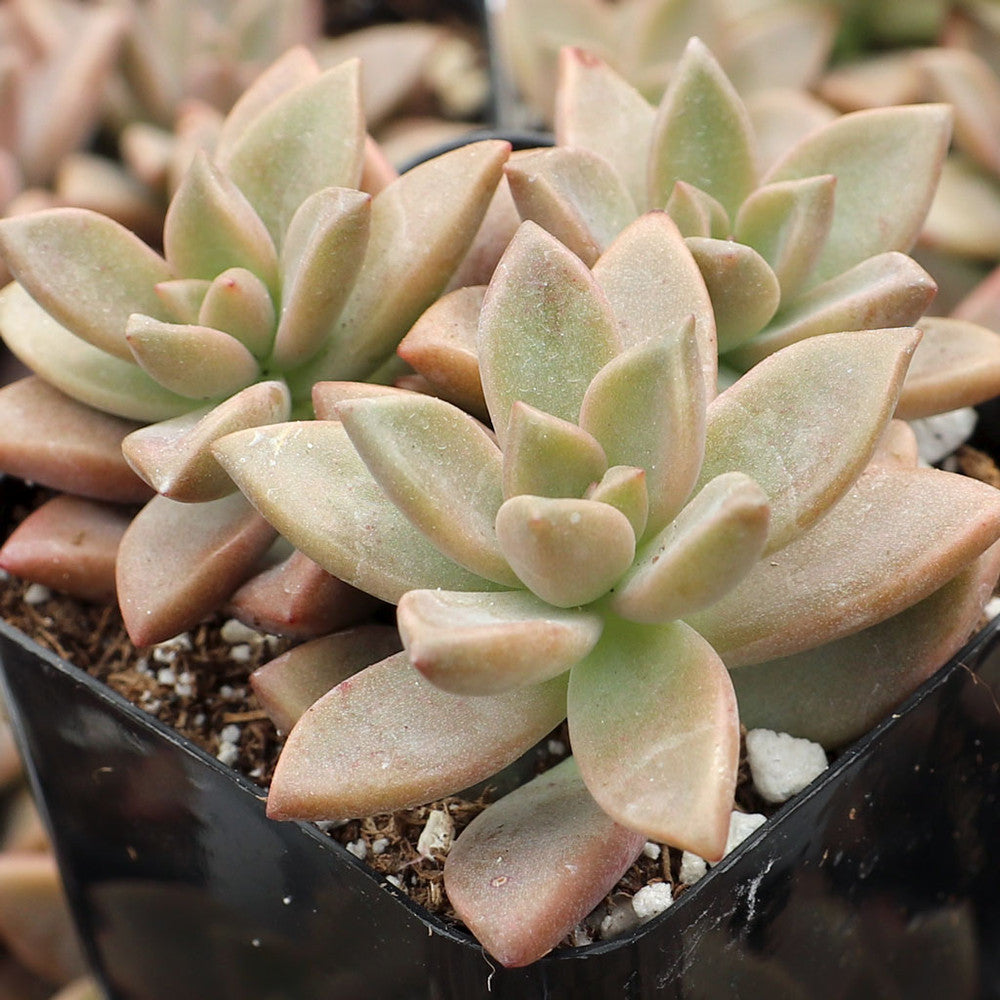 Graptosedum 'Alpenglow'
