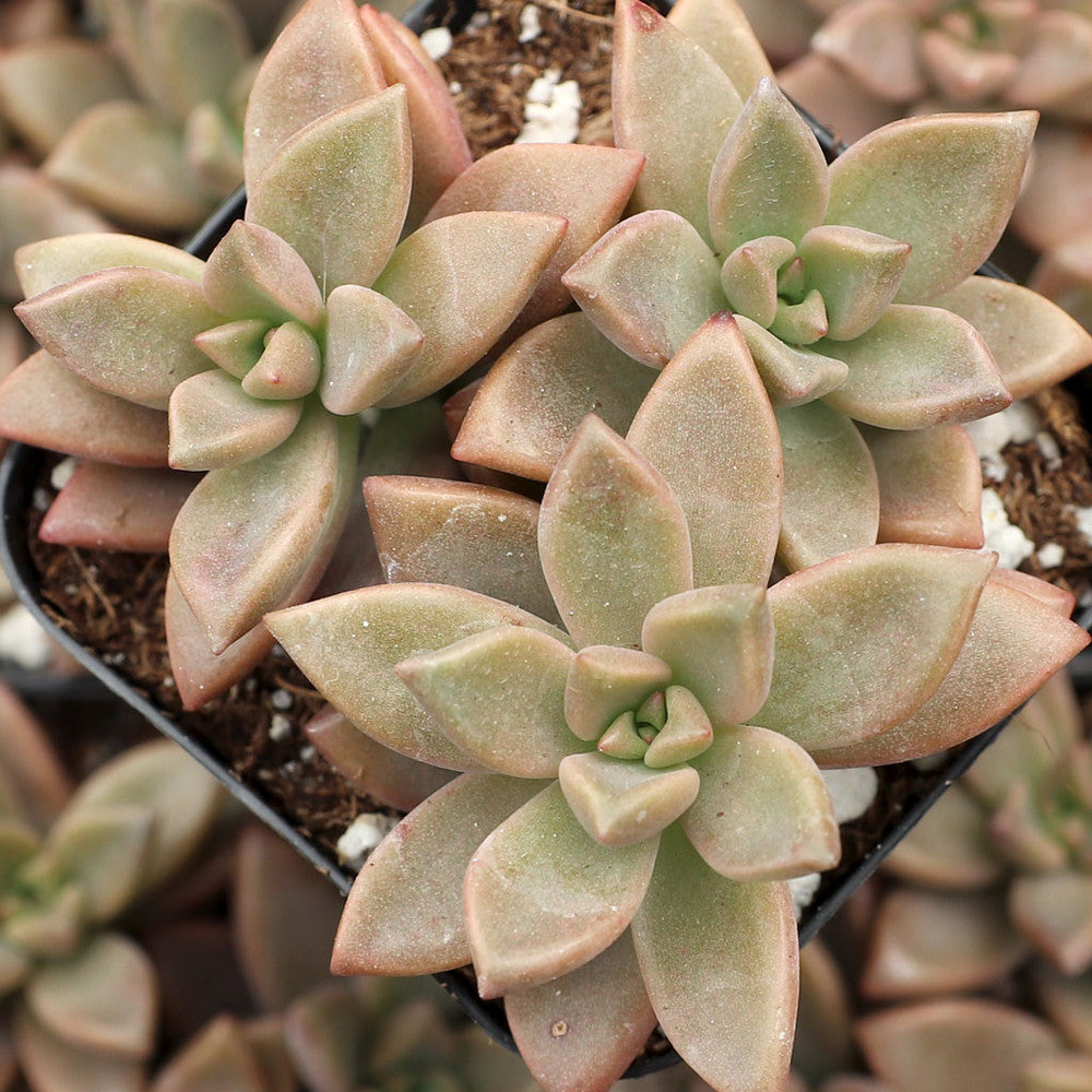 Graptosedum 'Alpenglow'