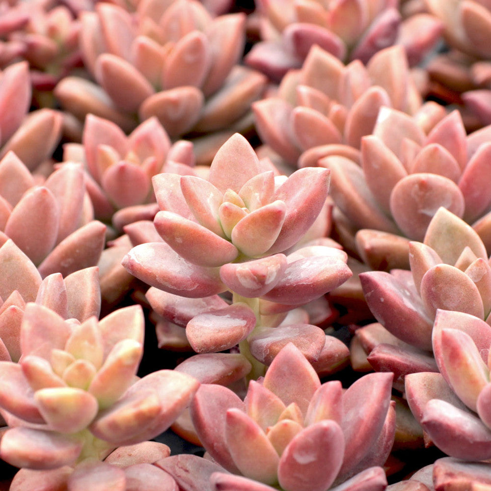 Graptosedum 'Alpenglow'