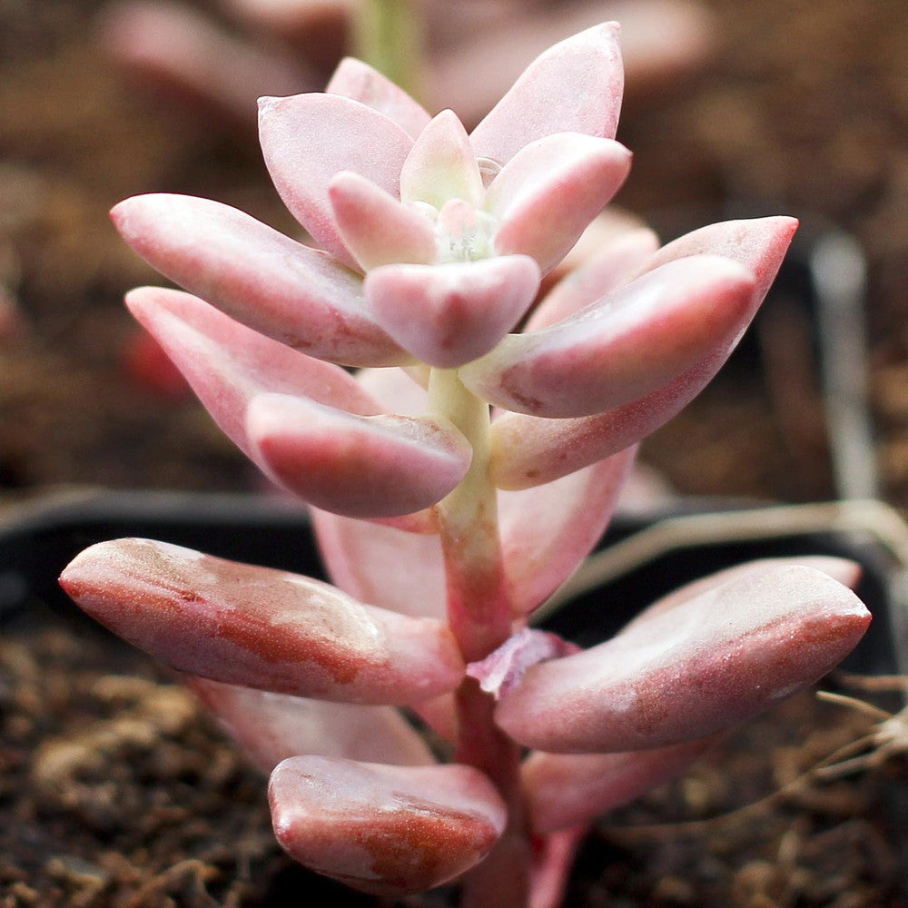 Graptosedum 'Alpenglow'
