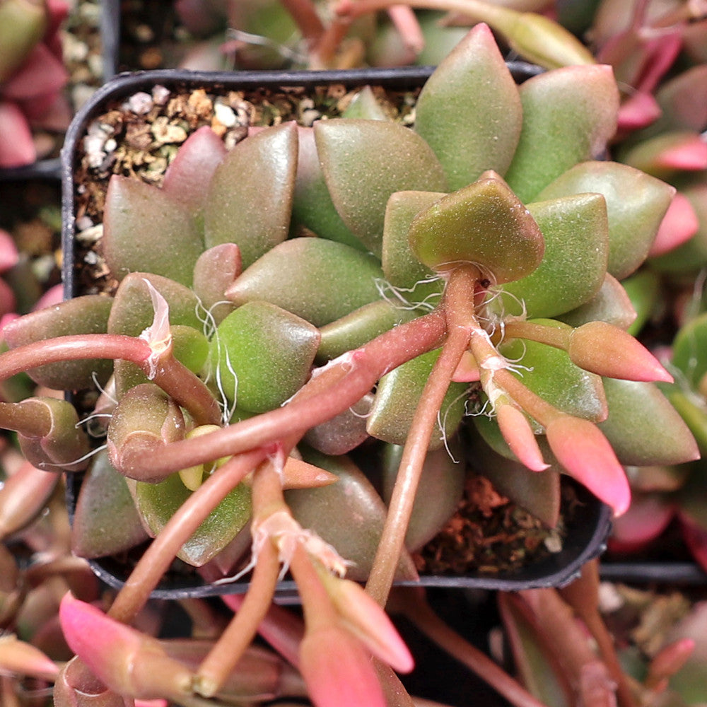 Anacampseros telephiastrum f. variegatum 'Sunrise' [large]