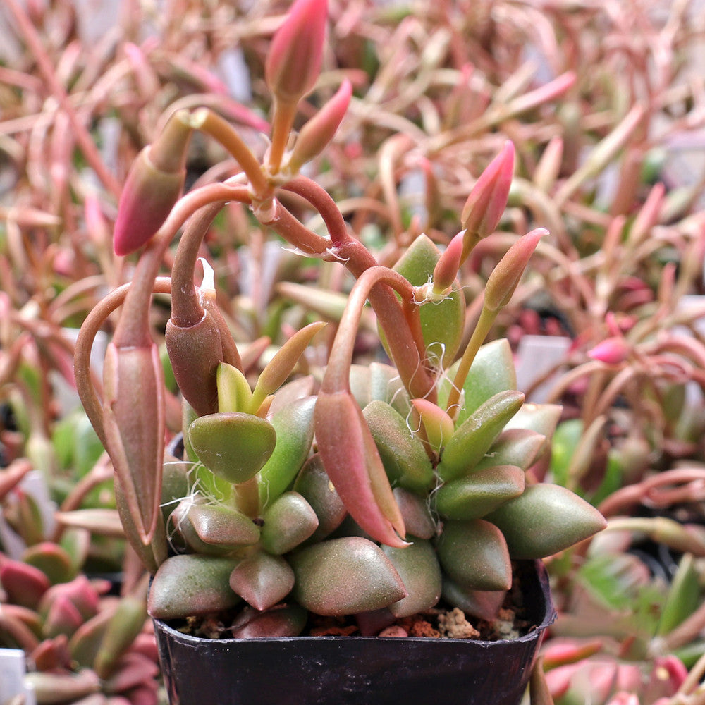 Anacampseros telephiastrum f. variegatum 'Sunrise'