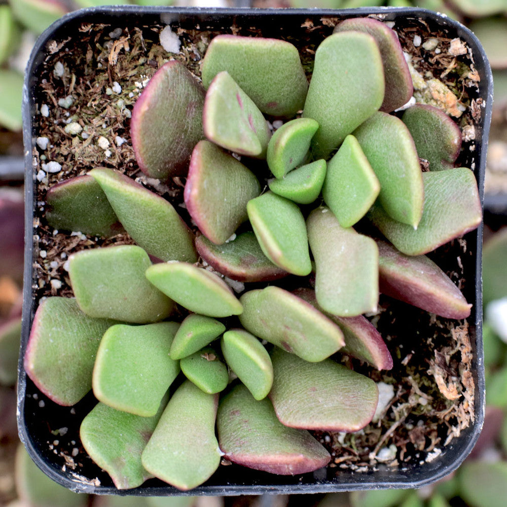 Anacampseros rufescens - Sand Rose