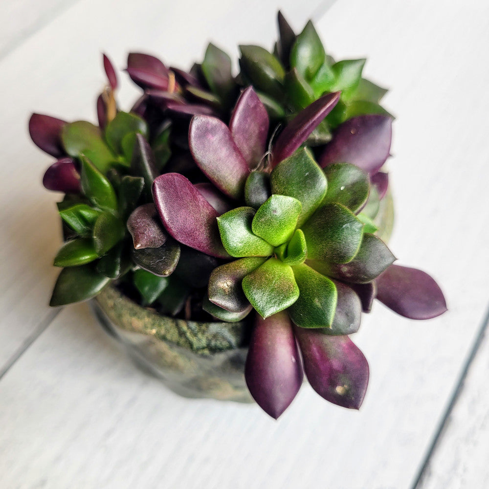 Anacampseros rufescens - Sand Rose