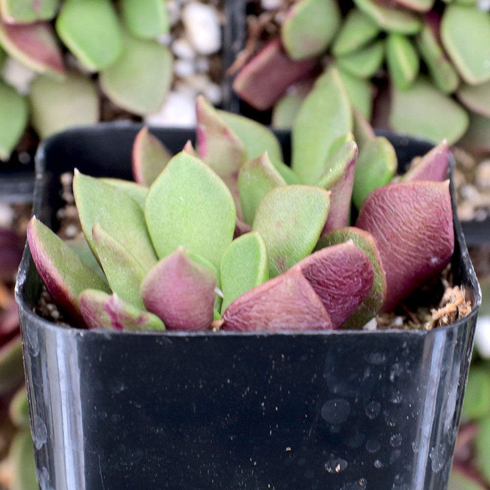 Anacampseros rufescens - Sand Rose