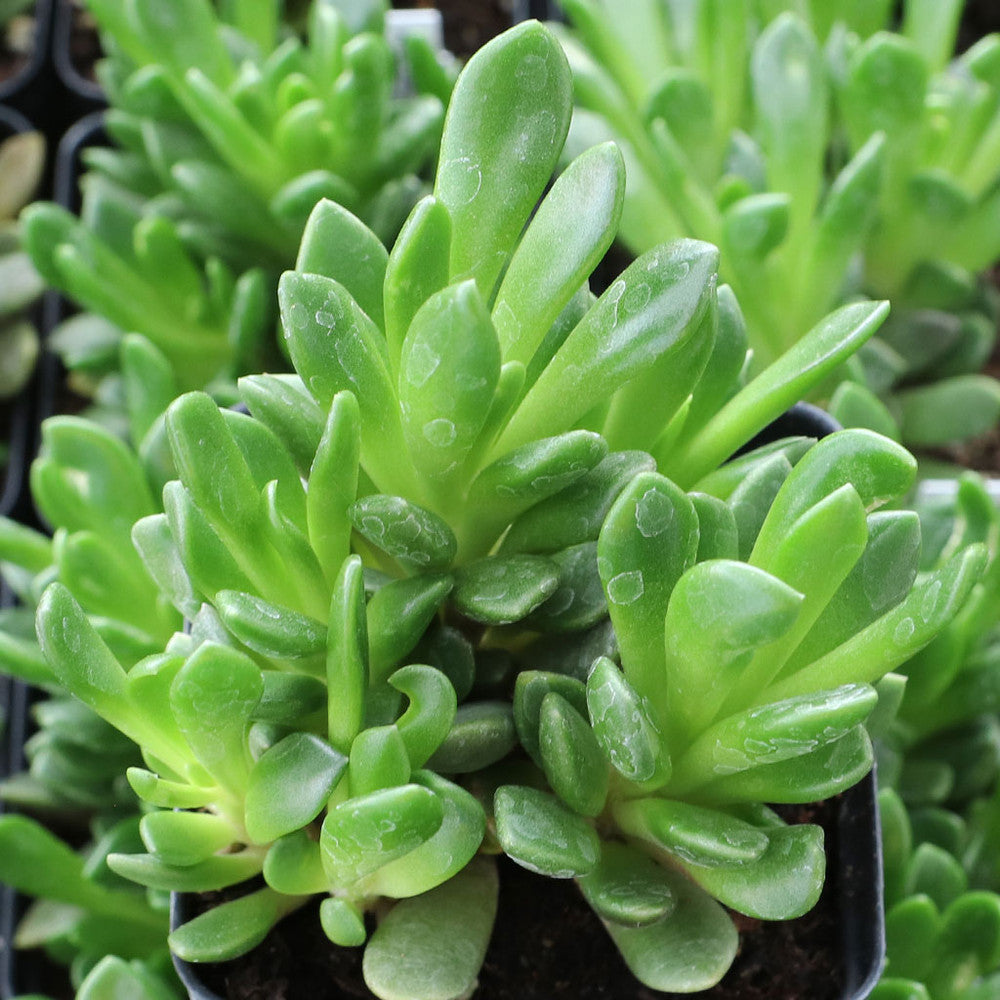 Anacampseros rufescens - Sand Rose