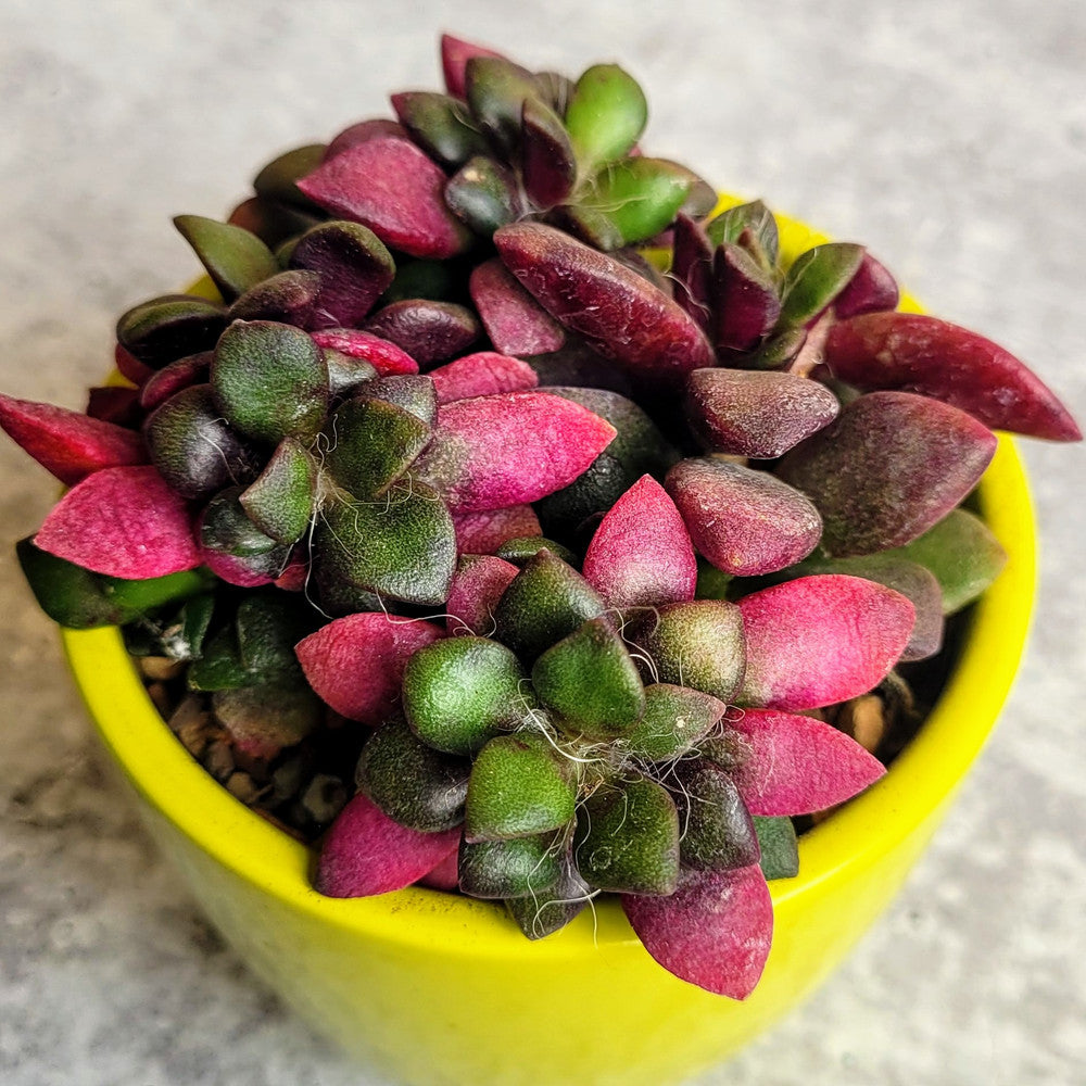 Anacampseros telephiastrum f. variegatum 'Sunrise' [large]