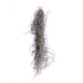 Air Plant - Tillandsia usneoides - Spanish Moss  [7.0-10.0"]