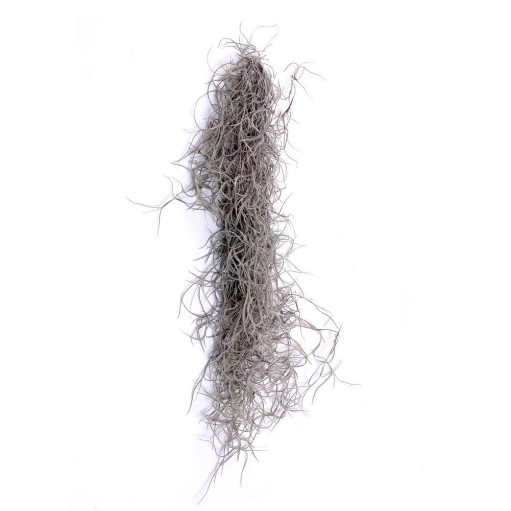 Air Plant - Tillandsia usneoides - Spanish Moss  [7.0-10.0"]