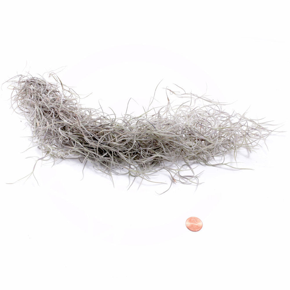 Air Plant - Tillandsia usneoides - Spanish Moss  [7.0-10.0"]