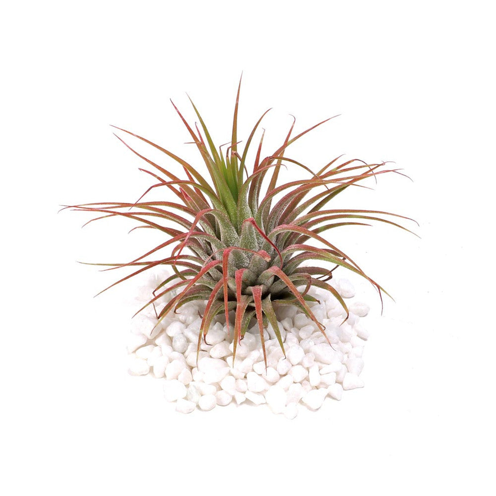 Air Plant - Tillandsia ionantha (red, enhanced) [2.0-3.0"]
