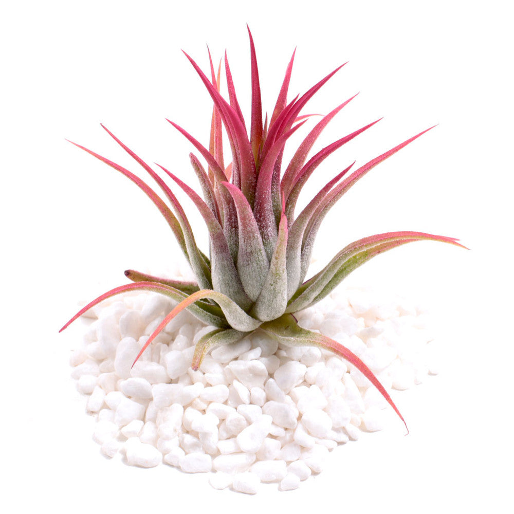 Air Plant - Tillandsia ionantha (raspberry, enhanced) [2.0-3.0"]
