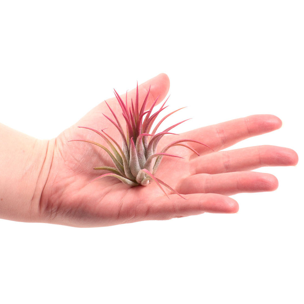 Air Plant - Tillandsia ionantha (raspberry, enhanced) [2.0-3.0"]
