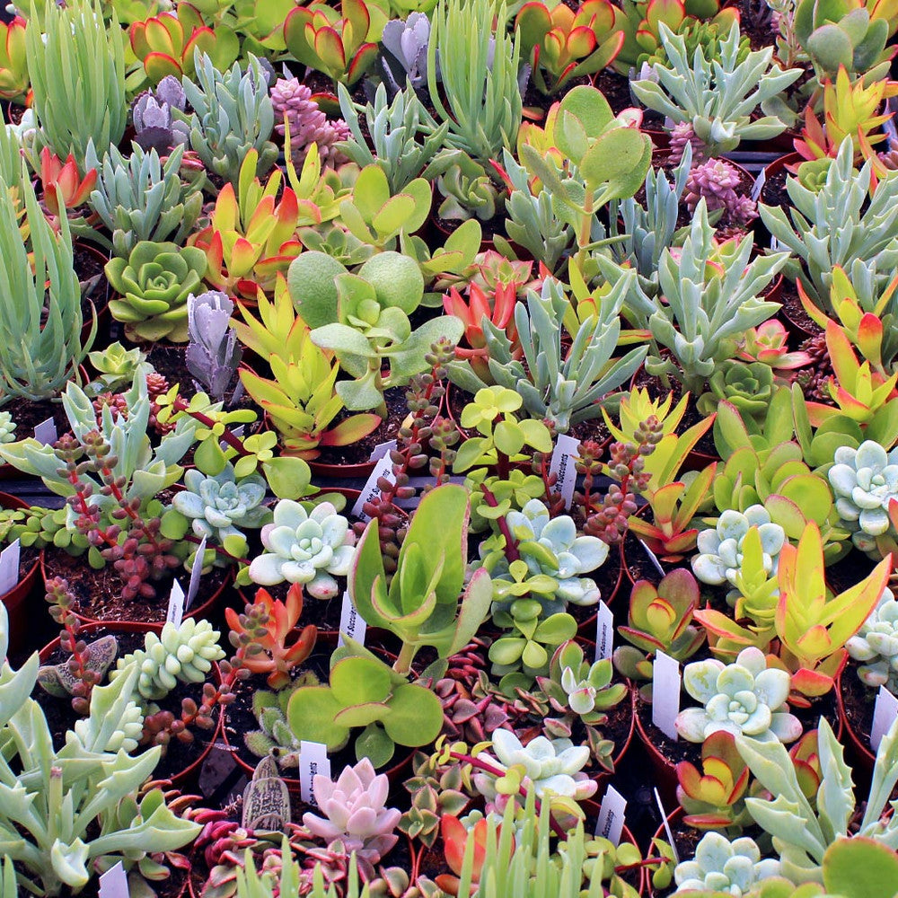 MCG Sundry Gardens - Soft Succulents 3.5in