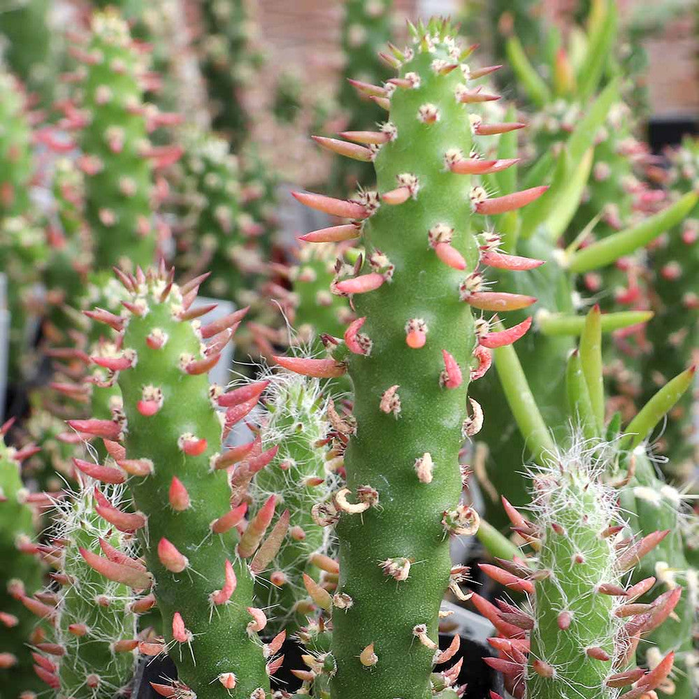 Austrocylindropuntia subulata - Eve's Needle