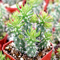 Austrocylindropuntia cylindrica