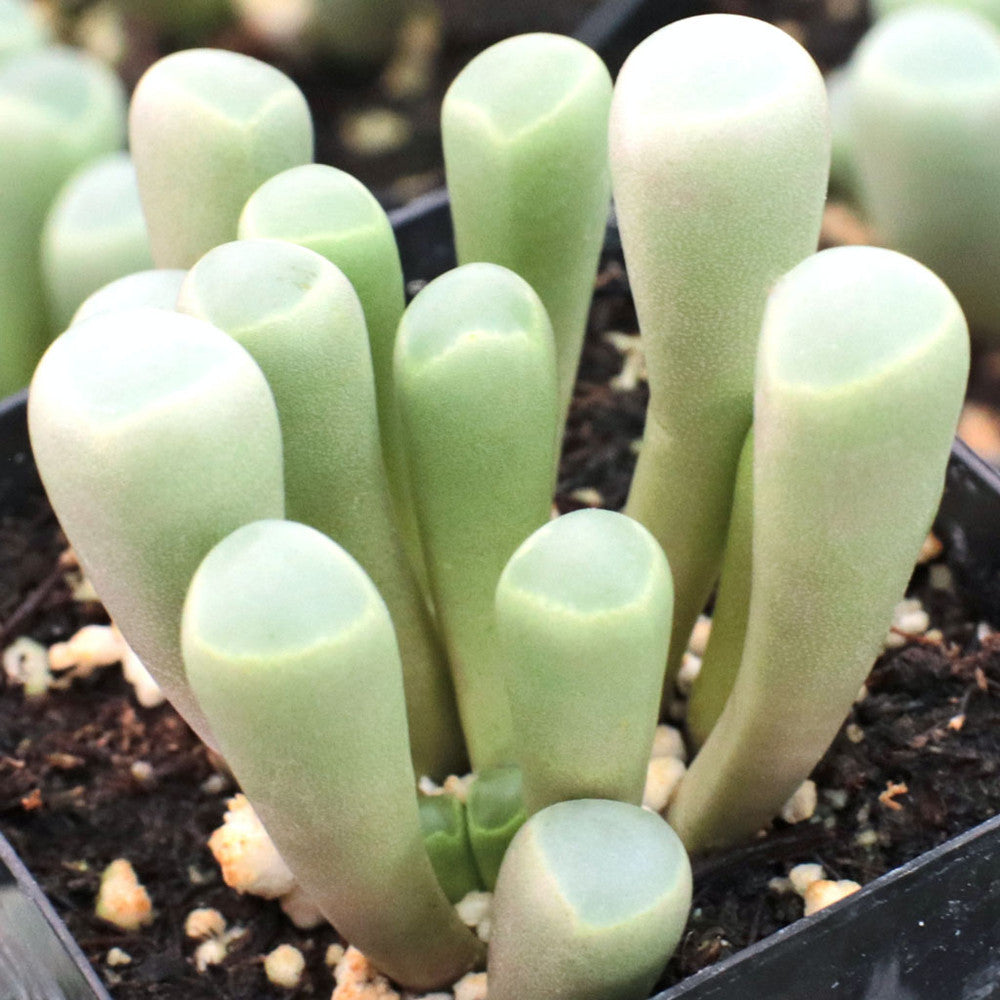 Fenestraria rhopalophylla - Baby Toes [large]