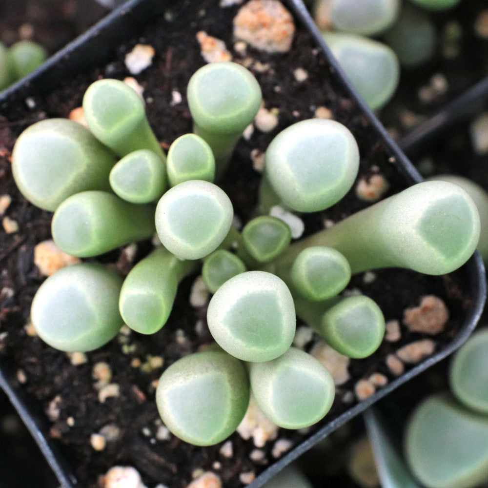 Fenestraria rhopalophylla - Baby Toes [large]