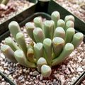 Fenestraria rhopalophylla - Baby Toes [large]