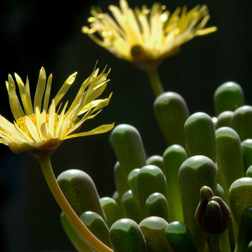 Fenestraria rhopalophylla - Baby Toes