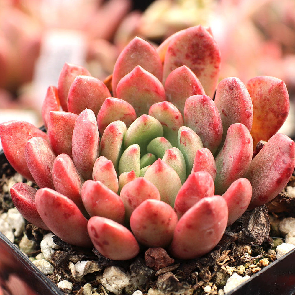 Graptoveria 'Bashful'