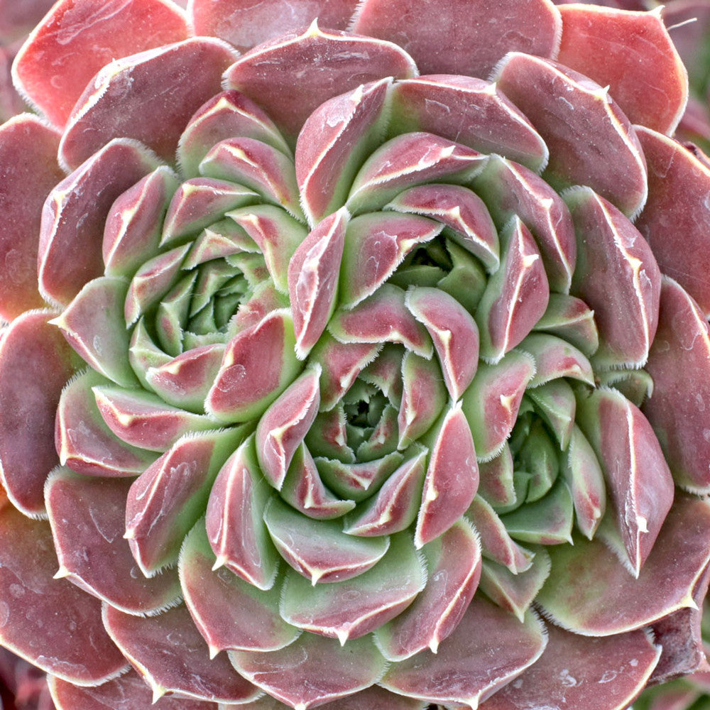 Sempervivum heuffelii 'Beacon Hill'