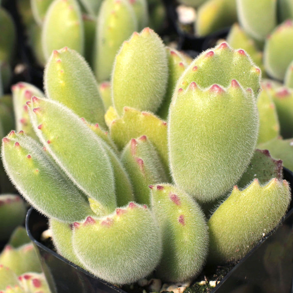 Cotyledon tomentosa - Bear's Paw