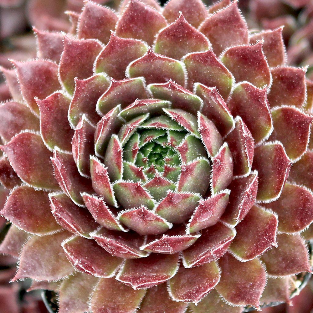 Sempervivum 'Aglow'