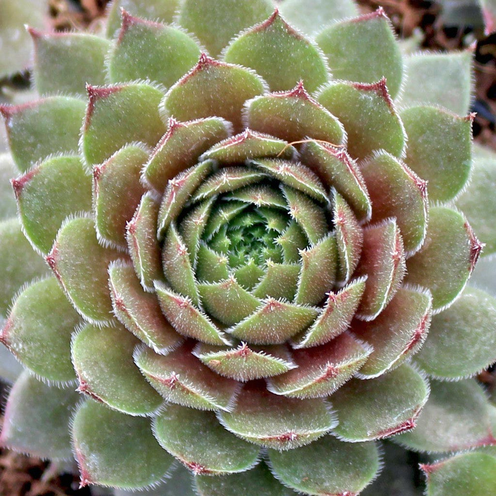 Sempervivum 'Aglow'