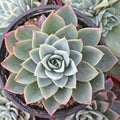 Echeveria 'Blue Atoll' [large]