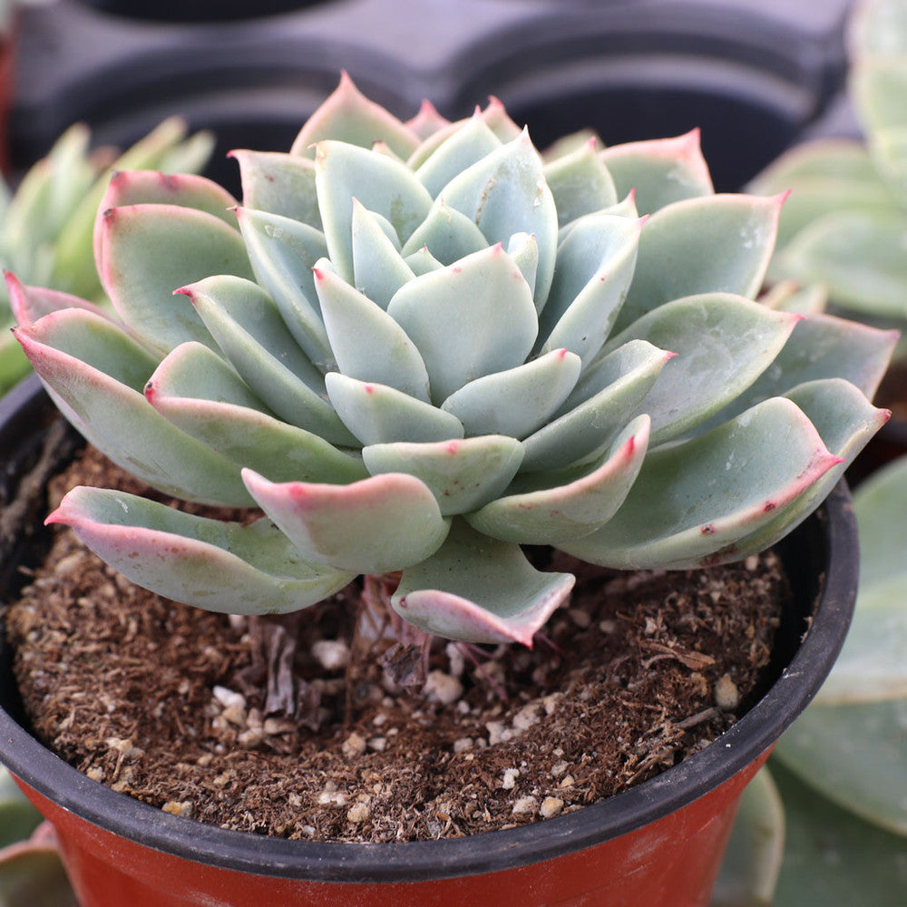 Echeveria 'Blue Atoll' [large]