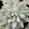 Sedeveria 'Blue Burrito'