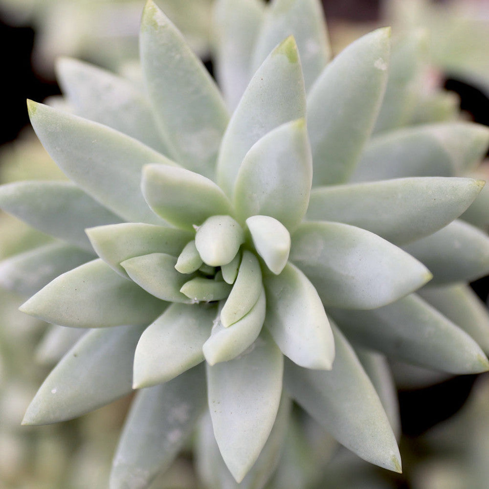 Sedeveria 'Blue Burrito'