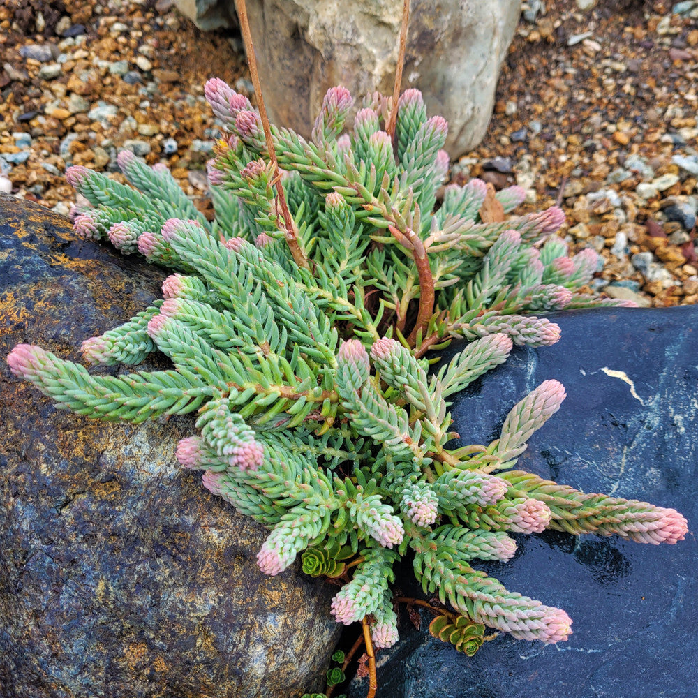 Sedum reflexum 'Blue Spruce'
