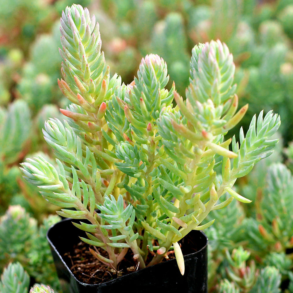 Sedum reflexum 'Blue Spruce'