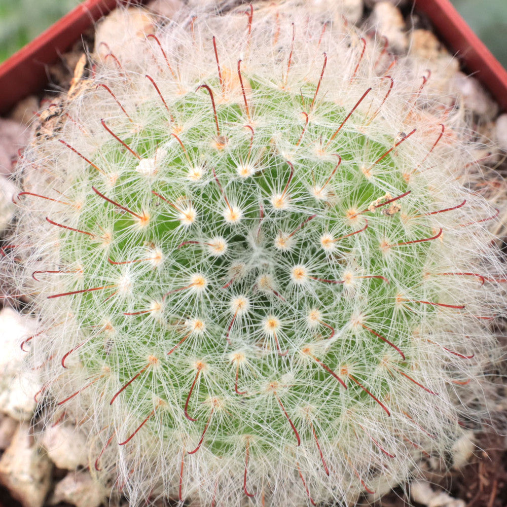 Mammillaria bocasana - Powder Puff Cactus [large]
