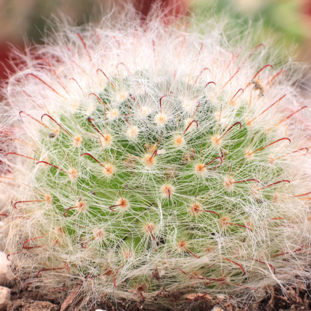 Mammillaria bocasana - Powder Puff Cactus [large]