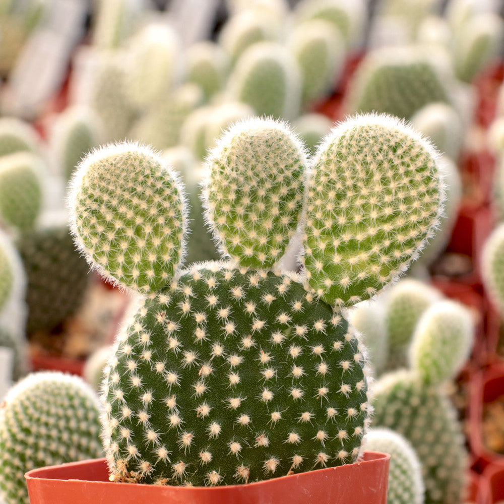 Opuntia microdasys var. albospina 'White Bunny Ears'