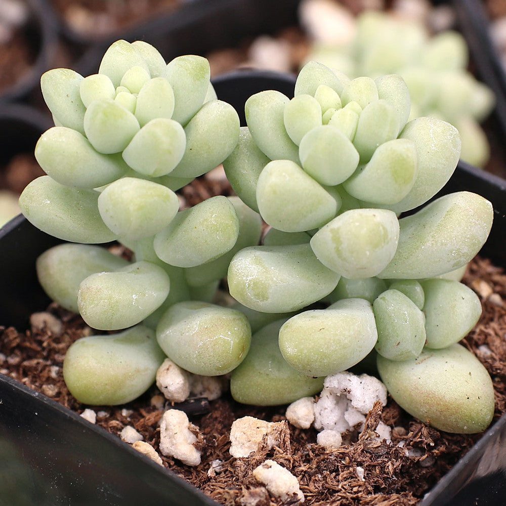 Sedum burrito