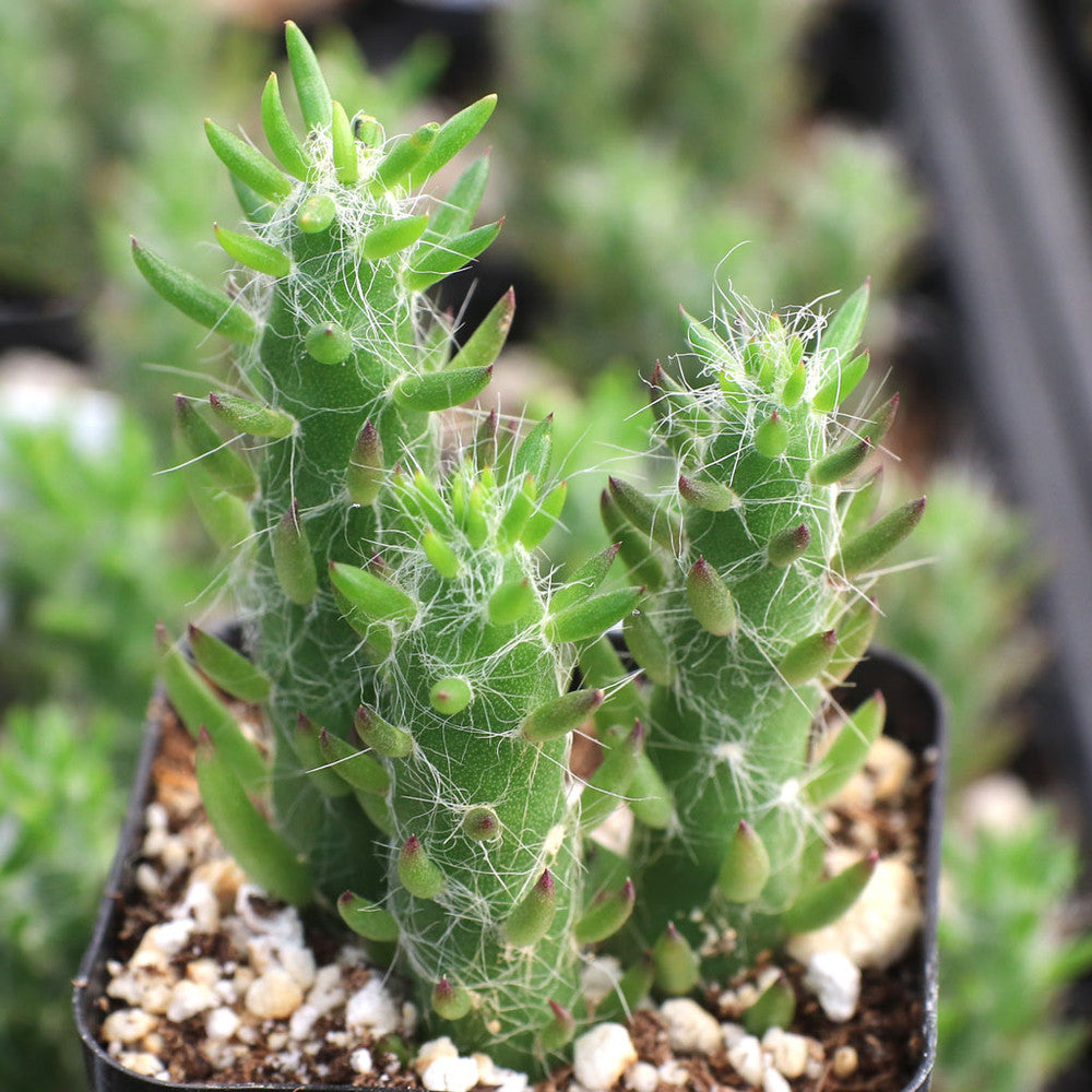 Austrocylindropuntia subulata - Eve's Needle