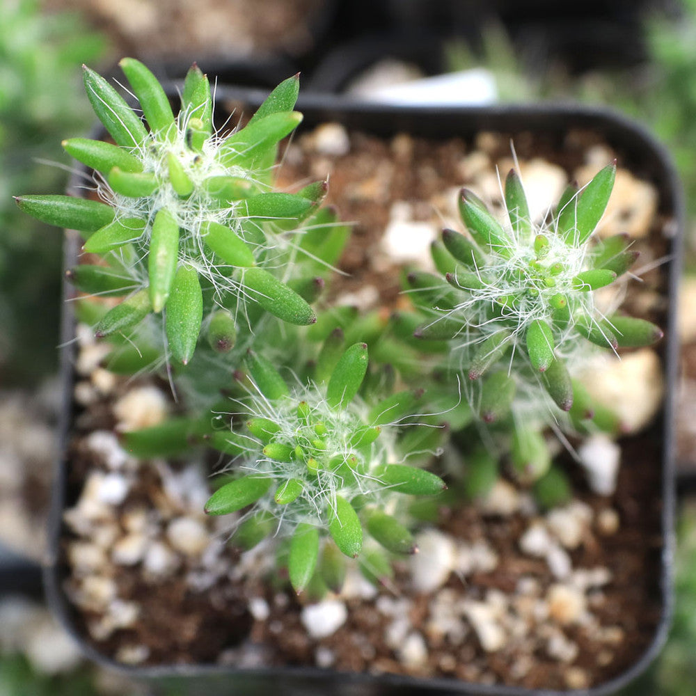 Austrocylindropuntia subulata - Eve's Needle